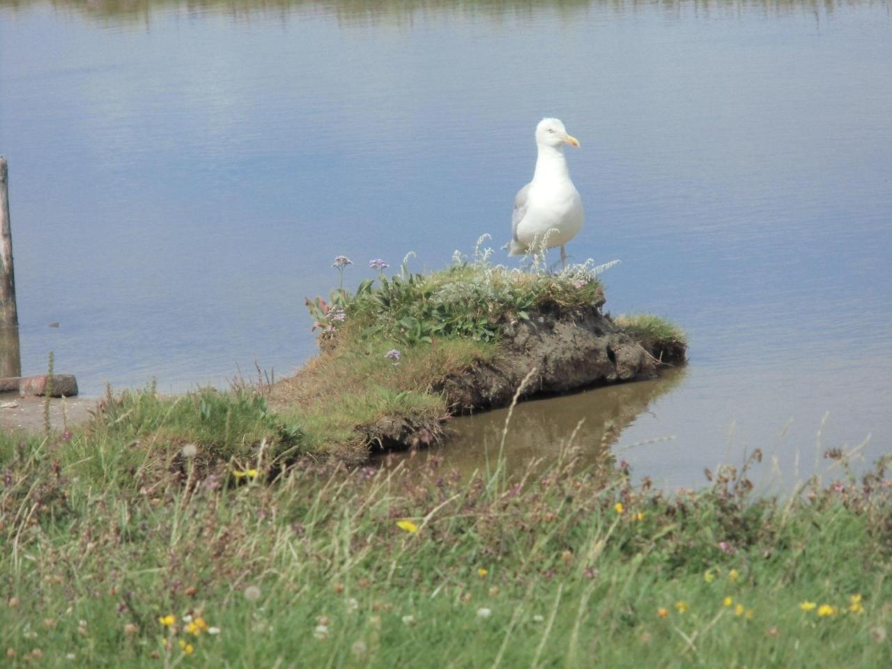 Haus-Halligblick-Ferienwohnung-Hamburger-Hallig Dagebüll Zewnętrze zdjęcie